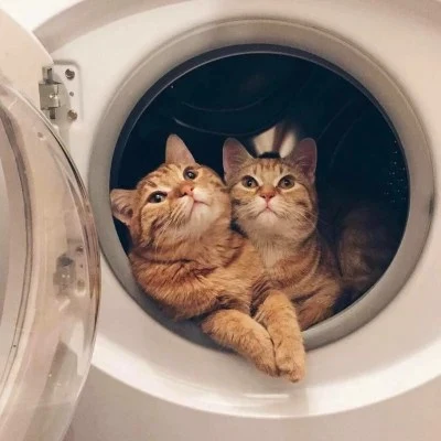 Two Cats Peeking Out of a Washing Machine — Matching Avatars · Left