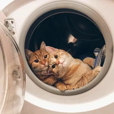 Two Cats Peeking Out of a Washing Machine — Matching Avatars · Right