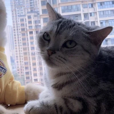 Yellow-Hoodie Cat by the Window — Matching Avatars · Left