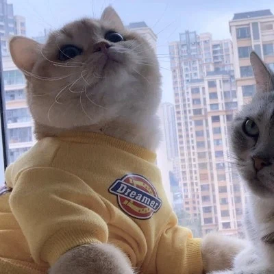 Yellow-Hoodie Cat by the Window — Matching Avatars · Right