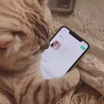 Cats Sending Phone Messages — Matching Avatars · Left