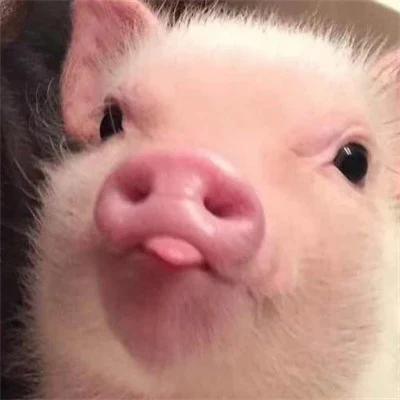 Black and Pink Mini Pigs — Matching Avatars · Izquierda