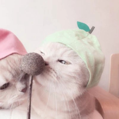 Fruit-Hat Cats Washing Their Faces — Matching Avatars · Left