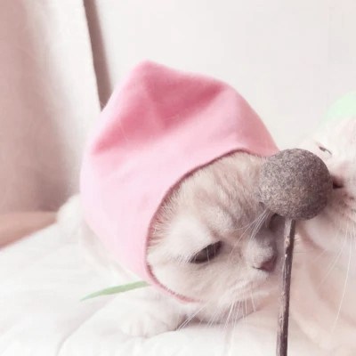 Fruit-Hat Cats Washing Their Faces — Matching Avatars · Right