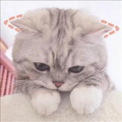Cats Framed with Playful Red Doodles — Matching Avatars · Right