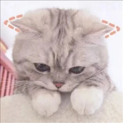 Cats Framed with Playful Red Doodles — Matching Avatars · Right