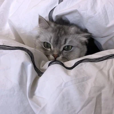 Cat and Dog Tucked into White Bedding — Matching Avatars · Izquierda