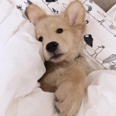 Cat and Dog Tucked into White Bedding — Matching Avatars · Derecha