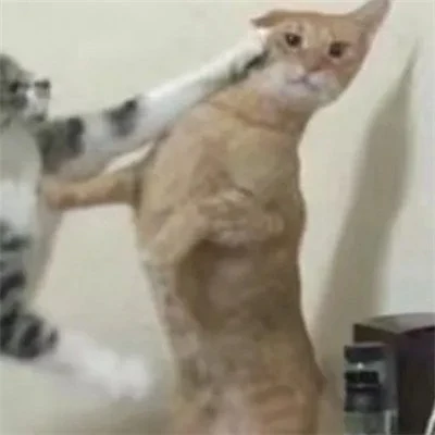 Cats Raising Their Paws for a Playful Duel — Matching Avatars · Left
