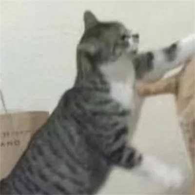 猫咪举爪比武 · 配套头像 · 右图