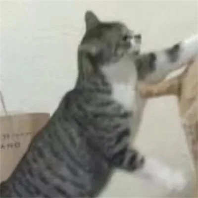 Cats Raising Their Paws for a Playful Duel — Matching Avatars · Right