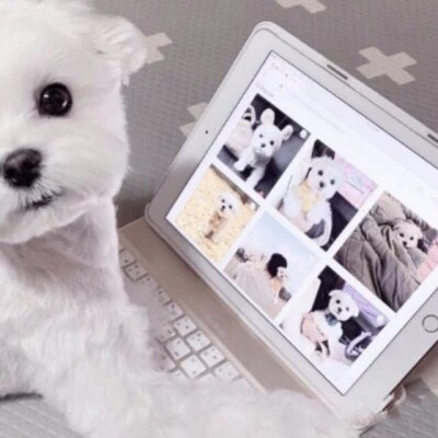 Little White Dog at a Laptop — Matching Avatars · Left