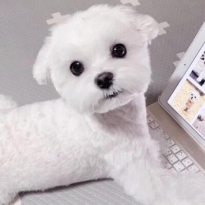 Little White Dog at a Laptop — Matching Avatars · Right