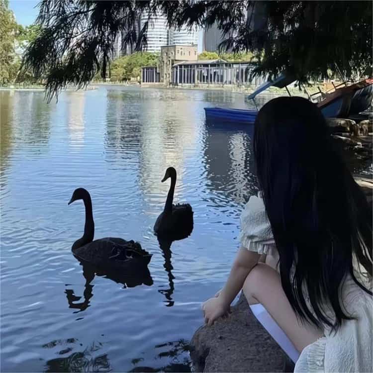 湖畔看天鹅 · 配套头像 · 左图