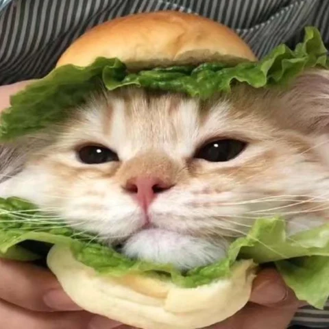 橘猫与白猫汉堡 · 配套头像 · 左图