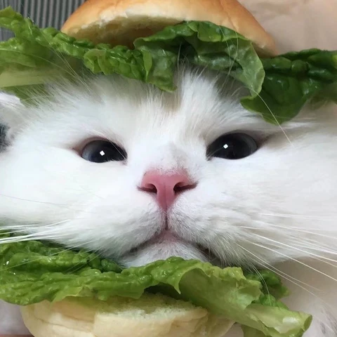 橘猫与白猫汉堡 · 配套头像 · 右图