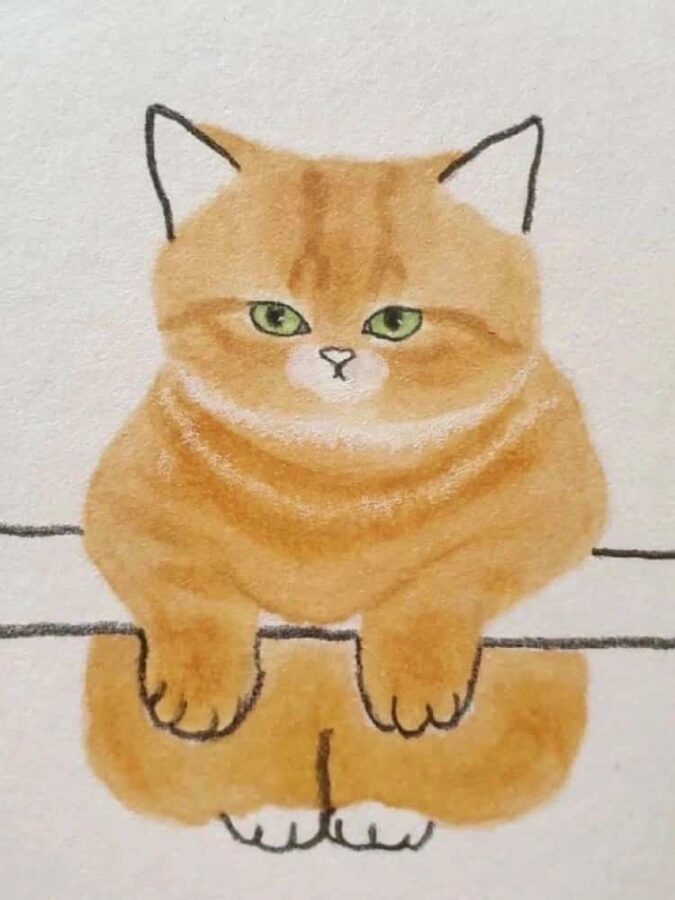 橘猫端坐 · S105