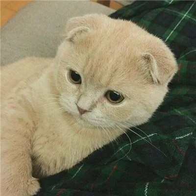 奶油折耳猫 · S201