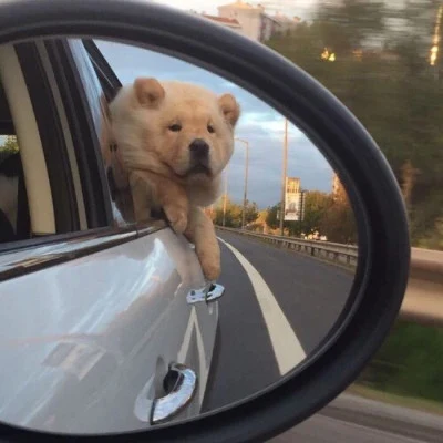 Light Brown Dog · S202