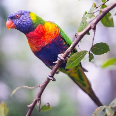Colorful Parrot · S204