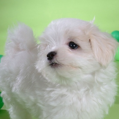 Little White Dog · S205