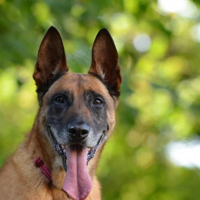 Upright-Eared Dog · S206