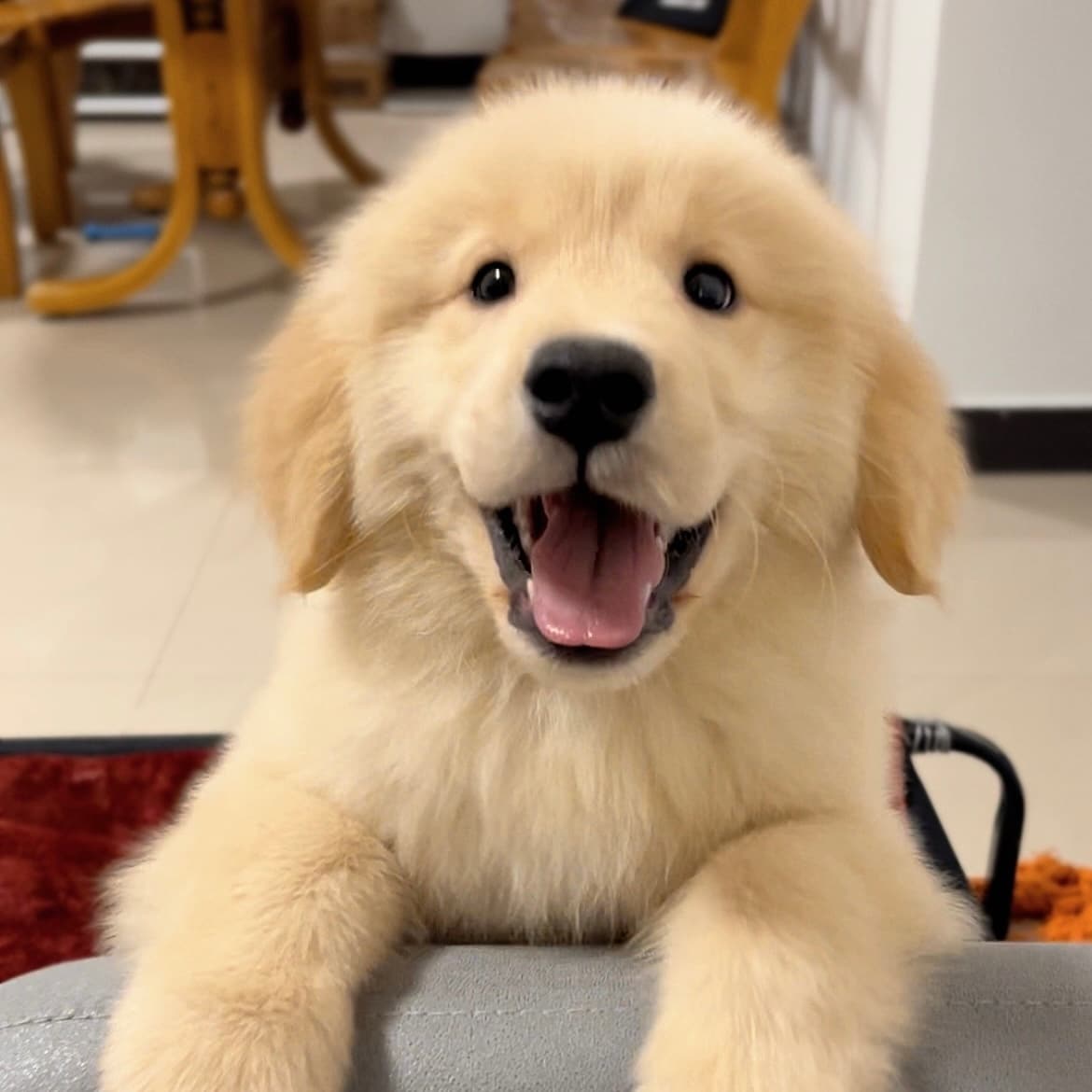 Golden Puppy · S207