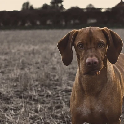 Brown Floppy-Eared Dog · S208