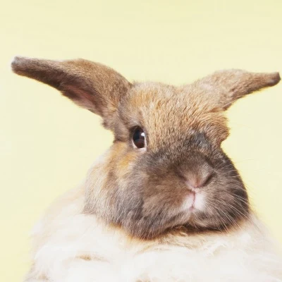 White and Tan Rabbit · S211