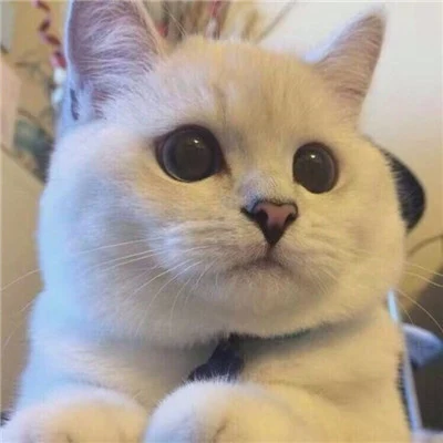 圆脸猫 · S213