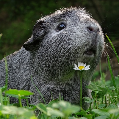 Gray Guinea Pig · S215
