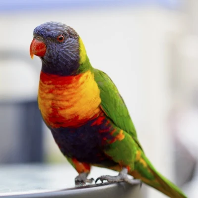 Colorful Parrot · S216