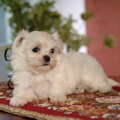 Little White Dog · S217
