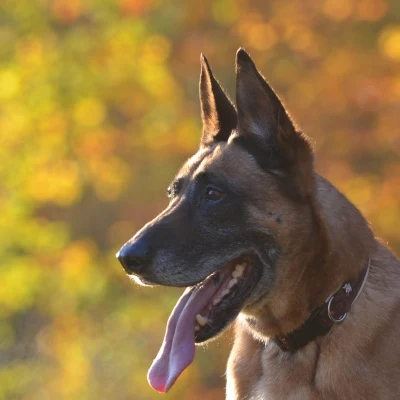 Upright-Eared Dog · S218