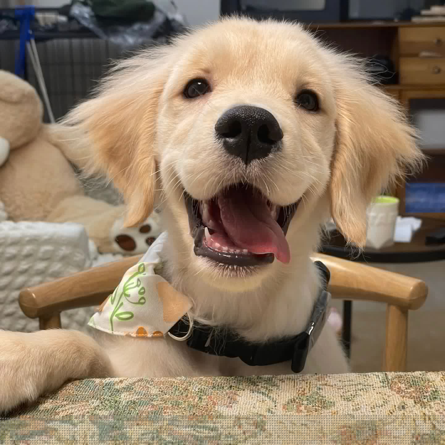 金毛幼犬 · S219