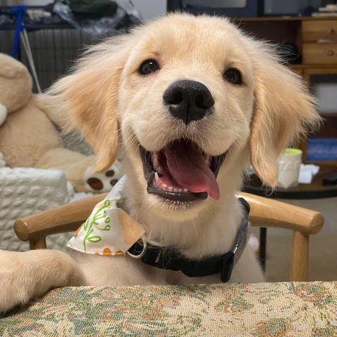 Golden Retriever Puppy · S219