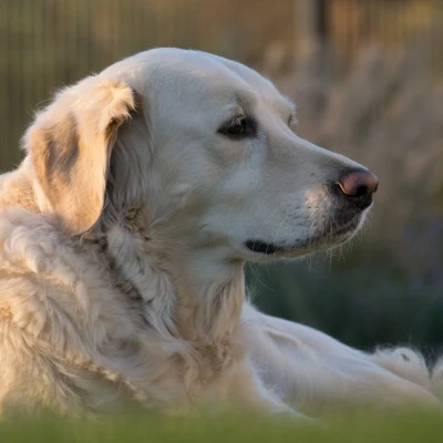 Light-Coated Dog · S220