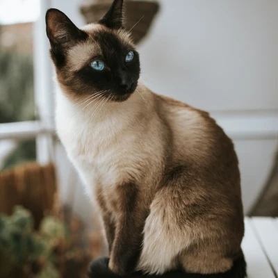 重点色猫 · S222
