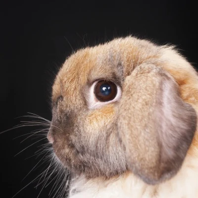 Brown Lop Rabbit · S223