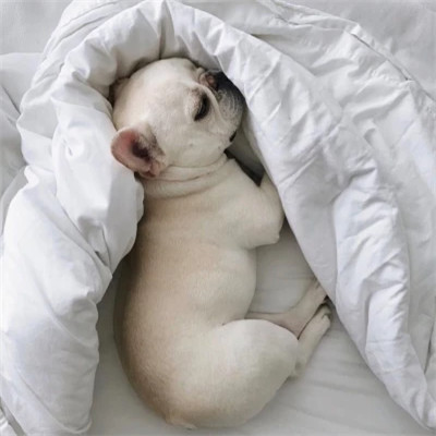 白色短鼻犬 · S226
