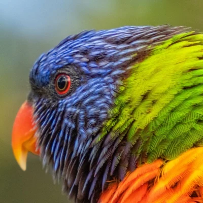 Parrot · S228