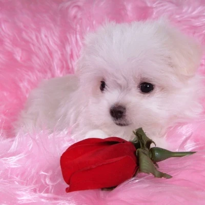 Little White Dog · S229