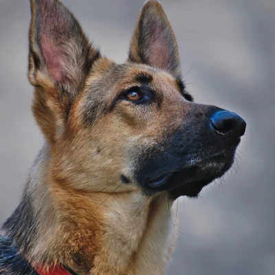 Shepherd Dog · S230
