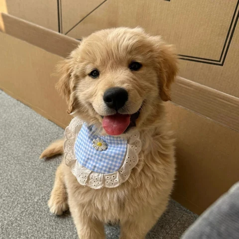 Golden Retriever Puppy · S231