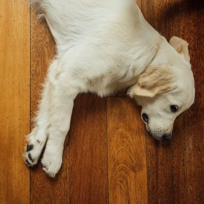 Light-Coated Dog on a Wooden Floor · S232