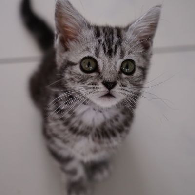 Silver Gray Kitten · S233