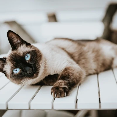 白桌上的重点色猫 · S234