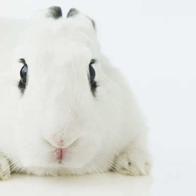 White Rabbit with Dark Eye Patches · S235