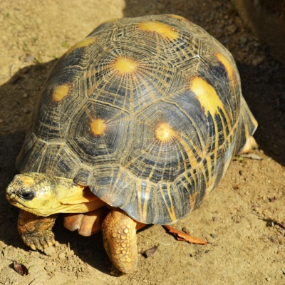 Star-Patterned Tortoise · S236
