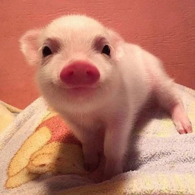 Little Pig · S238